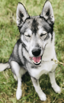 Husky smiling