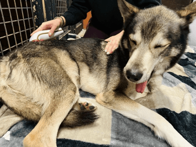 Dog asleep during treatment