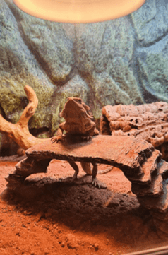 Reptile