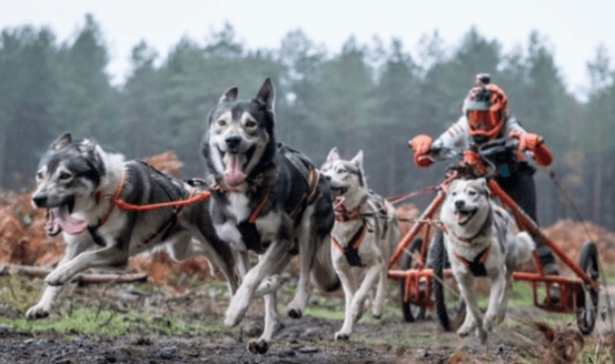 Sleddog Racing Team