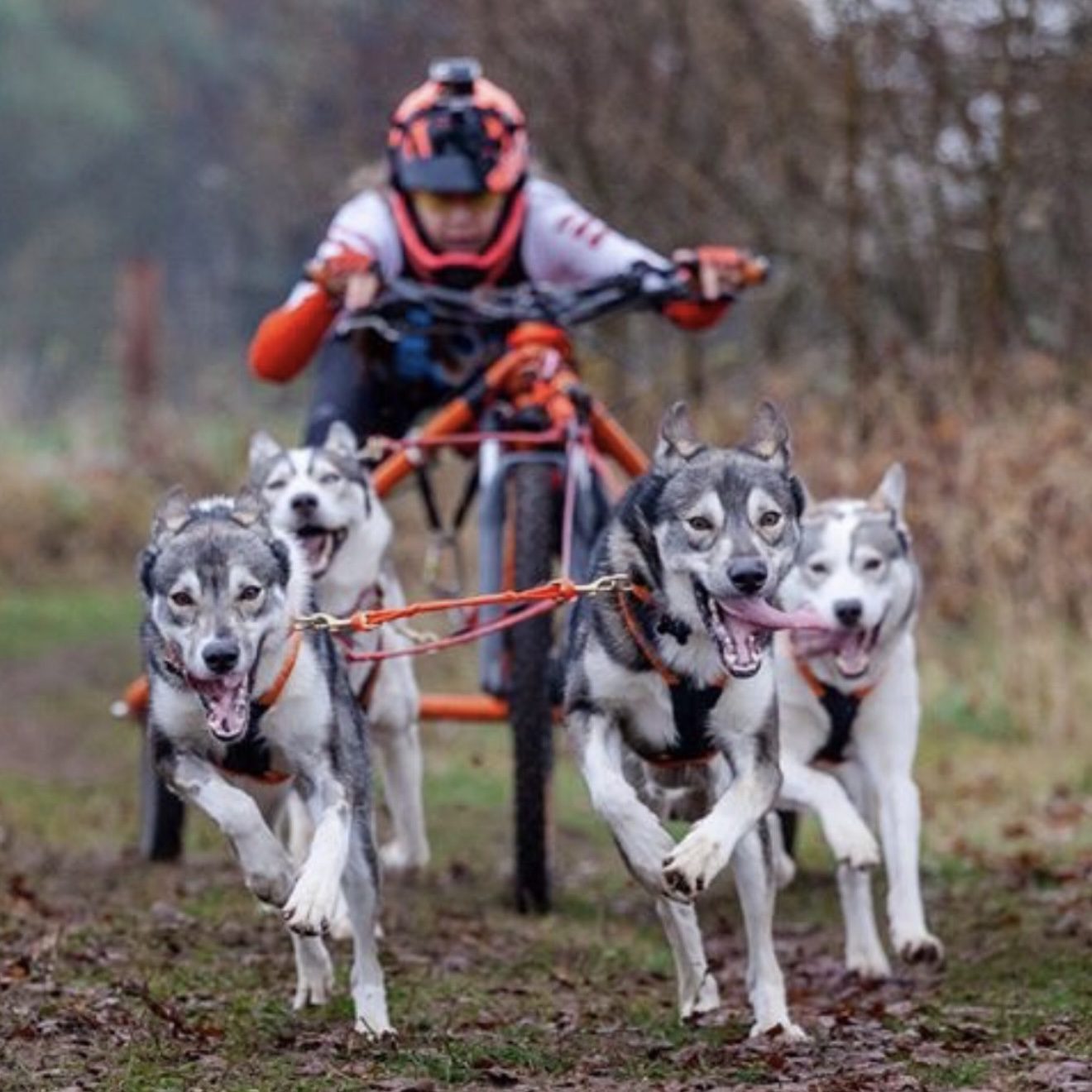 Sled dogs racing