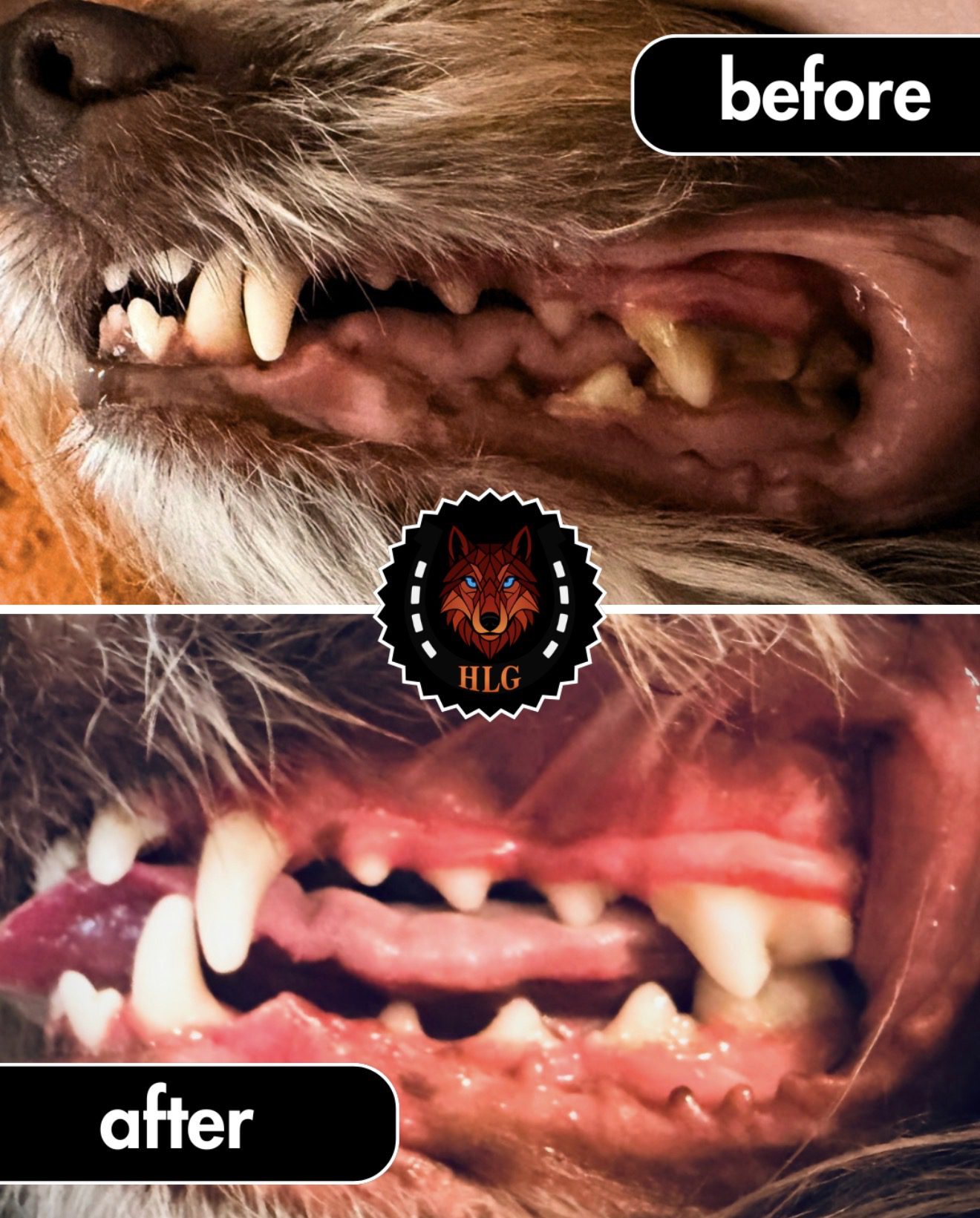 Dog teeth before and after treatment