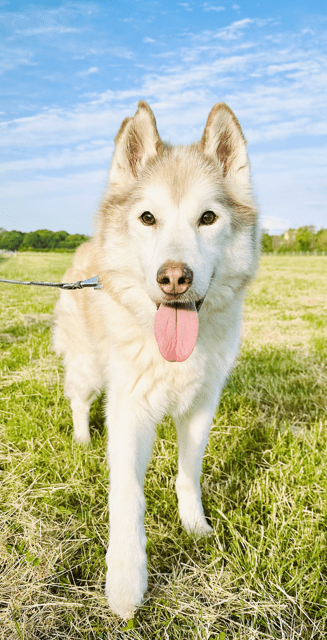 My dog