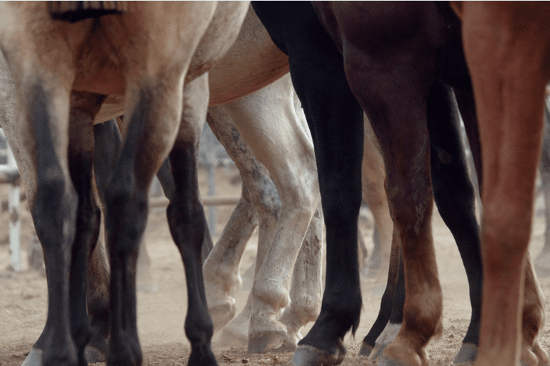 Horse Legs