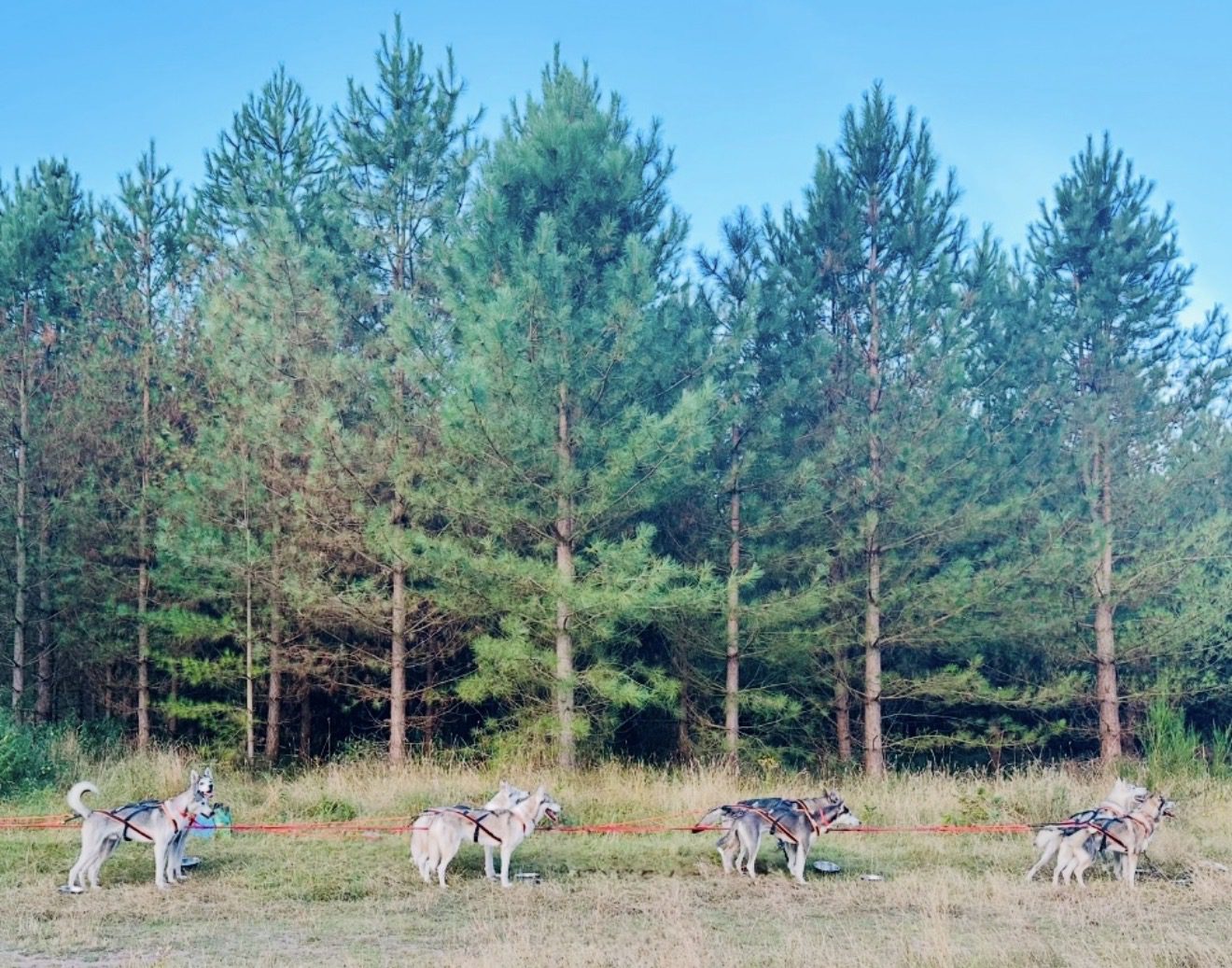 Husky Sled Dogs