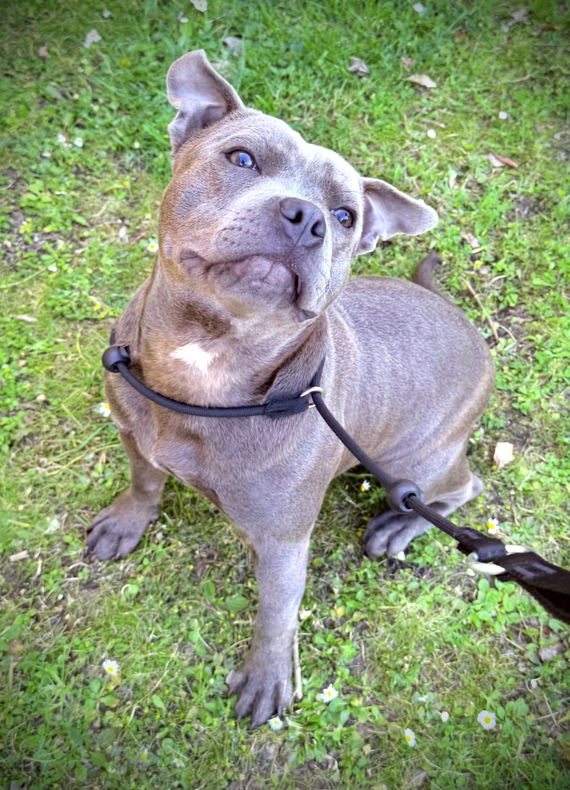 Pet Care and Dog Walking