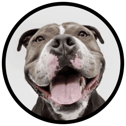 Bad breath in dogs