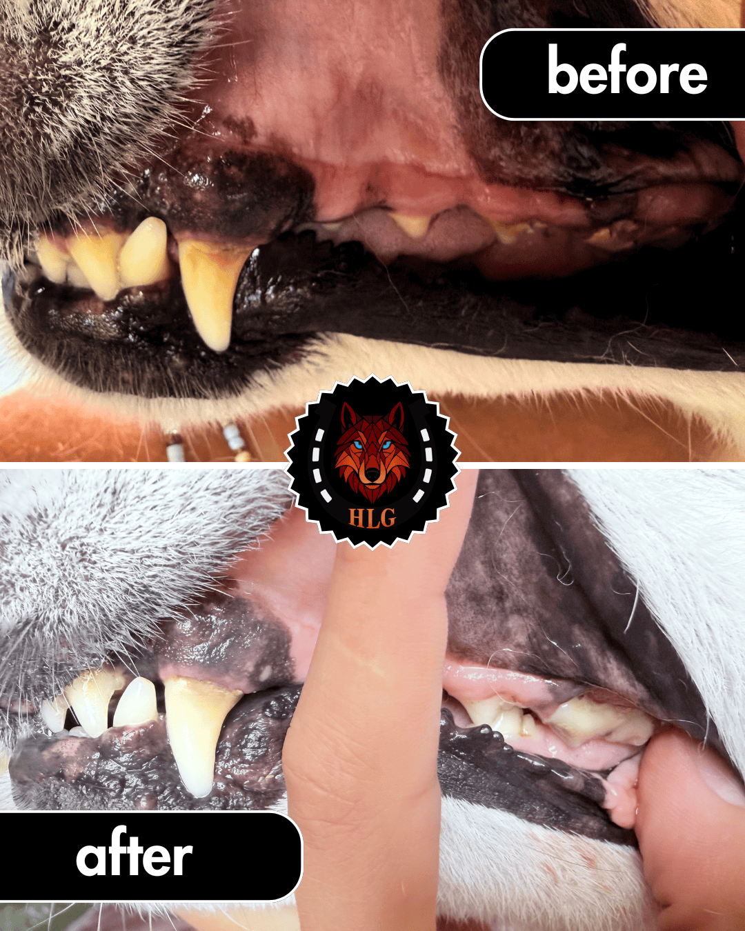 Before and after ultrasound teeth cleaning for dogs - BLU