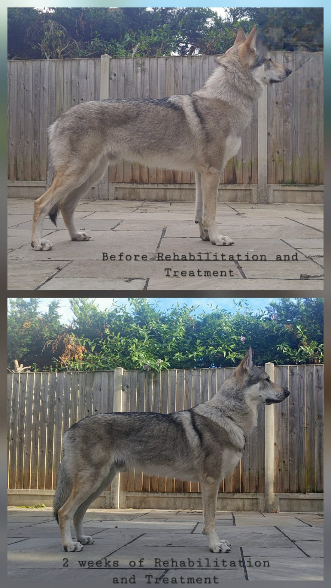 Dog before and after rehabilitation and treatment