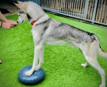 Dog on balance disc during canine physiotherapy