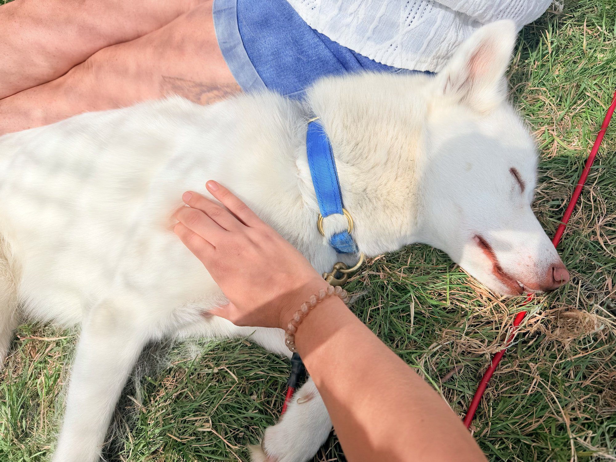 Relaxed dog enjoying a canine physiotherapy session outdoors