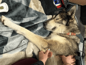 Dog having a canine physiotherapy session