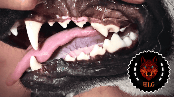 Close-up of dog teeth
