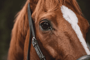 Close-up of a horse’s eye