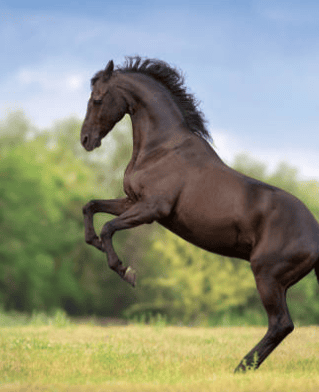 Horse rearing playfully in a field