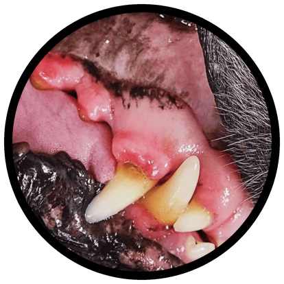 Gum inflammation in dogs