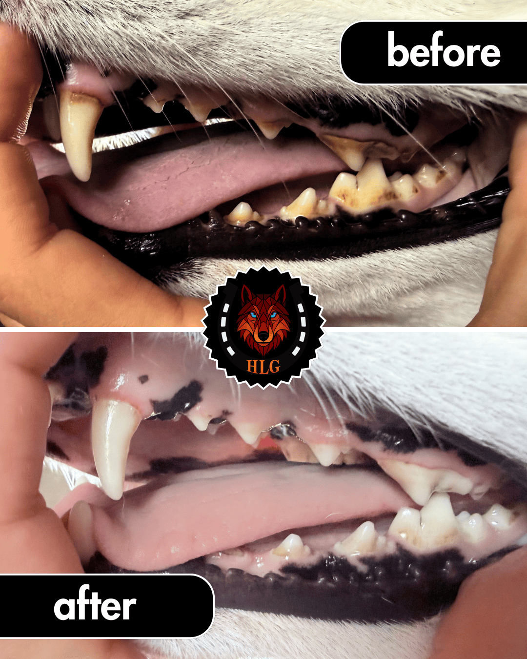 Before and after ultrasound teeth cleaning for dogs - OPAL