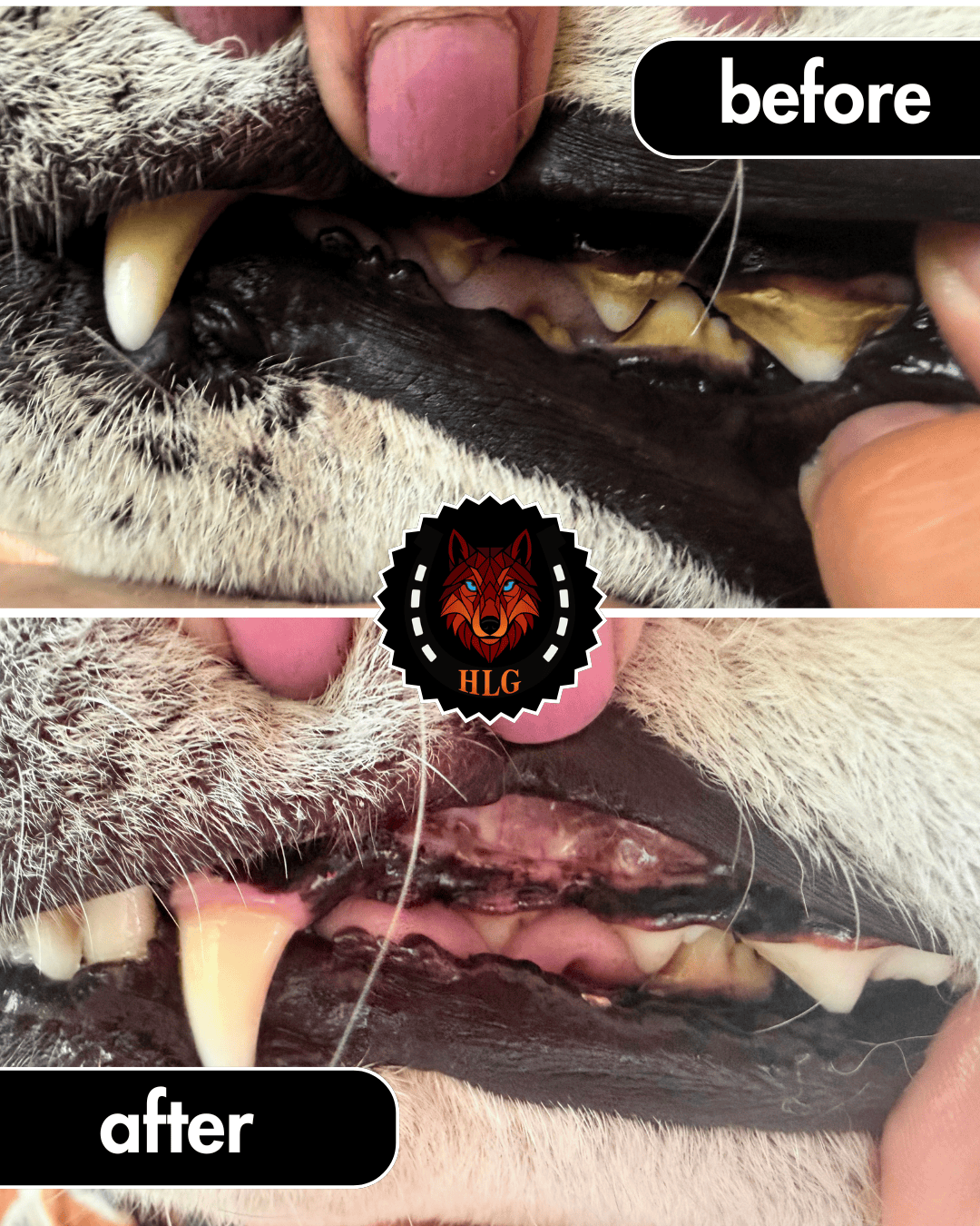 Before and after ultrasound teeth cleaning results for Curly