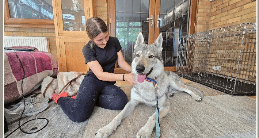 Alex with Sabre during veterinary physiotherapy treatment