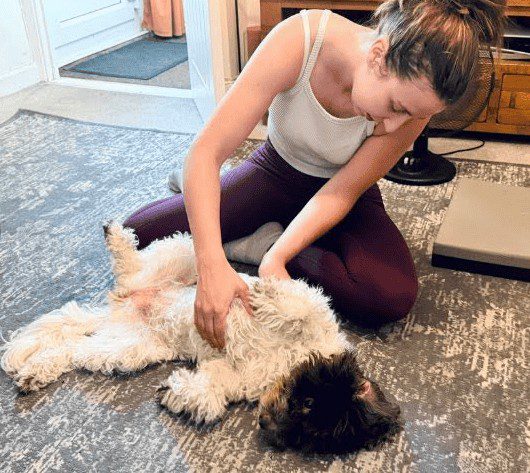 Ruby during her veterinary physiotherapy session