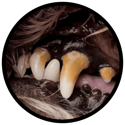Tartar build-up on dog teeth