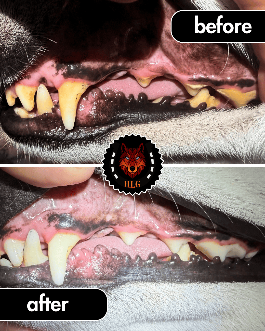 Before and after ultrasound teeth cleaning for dogs - result 1