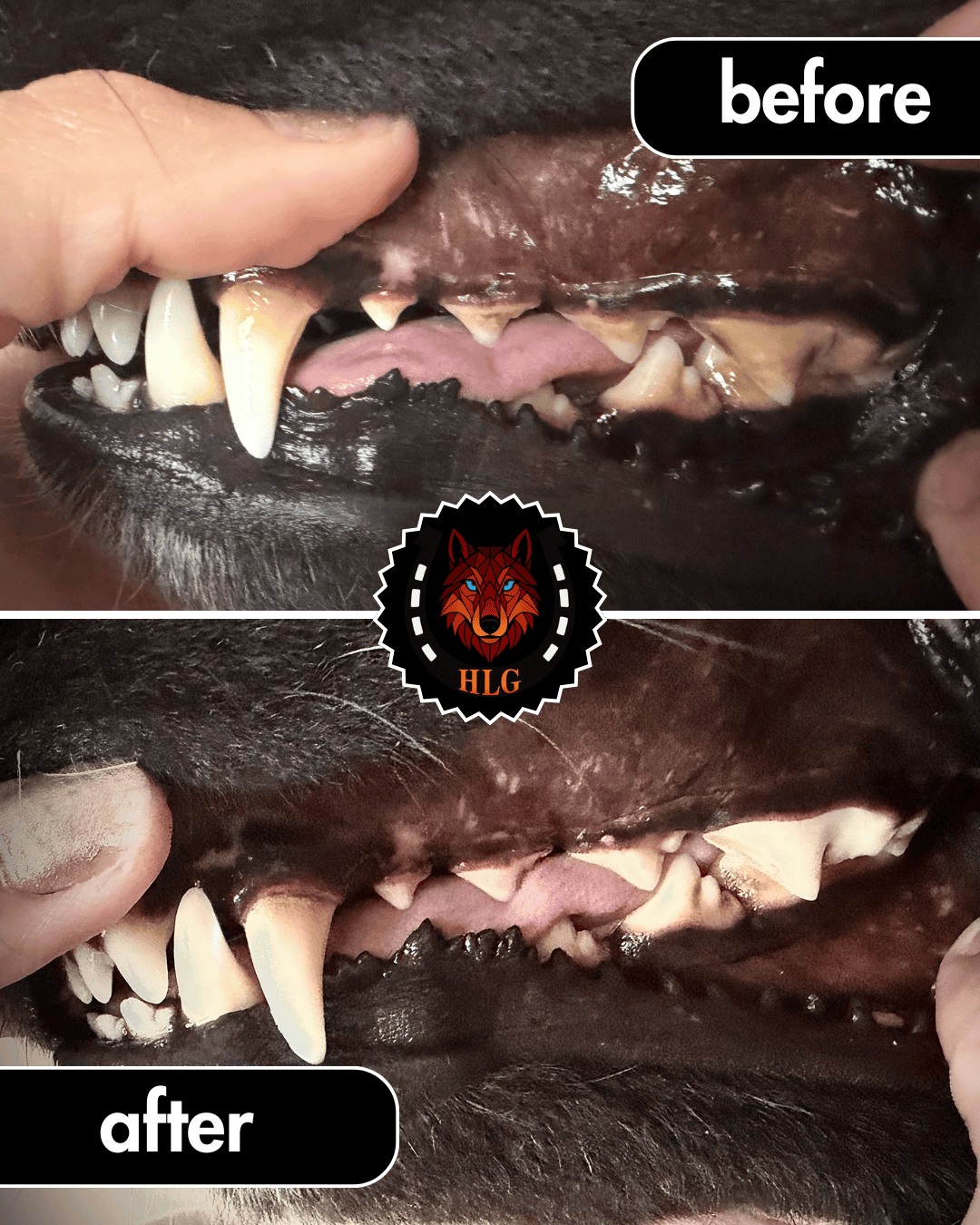 Before and after ultrasound teeth cleaning for dogs - result 3