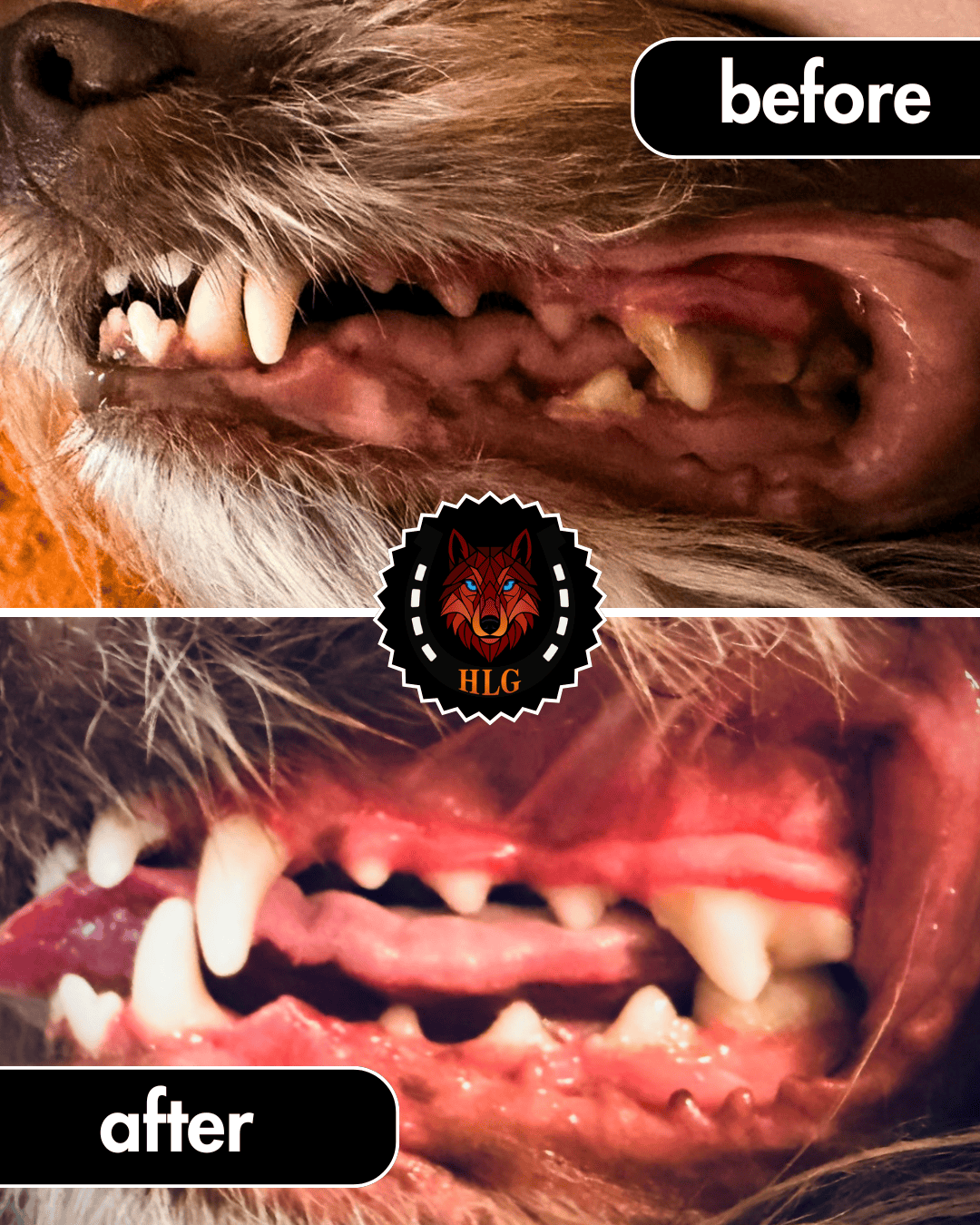 Before and after ultrasound teeth cleaning for dogs - result 4