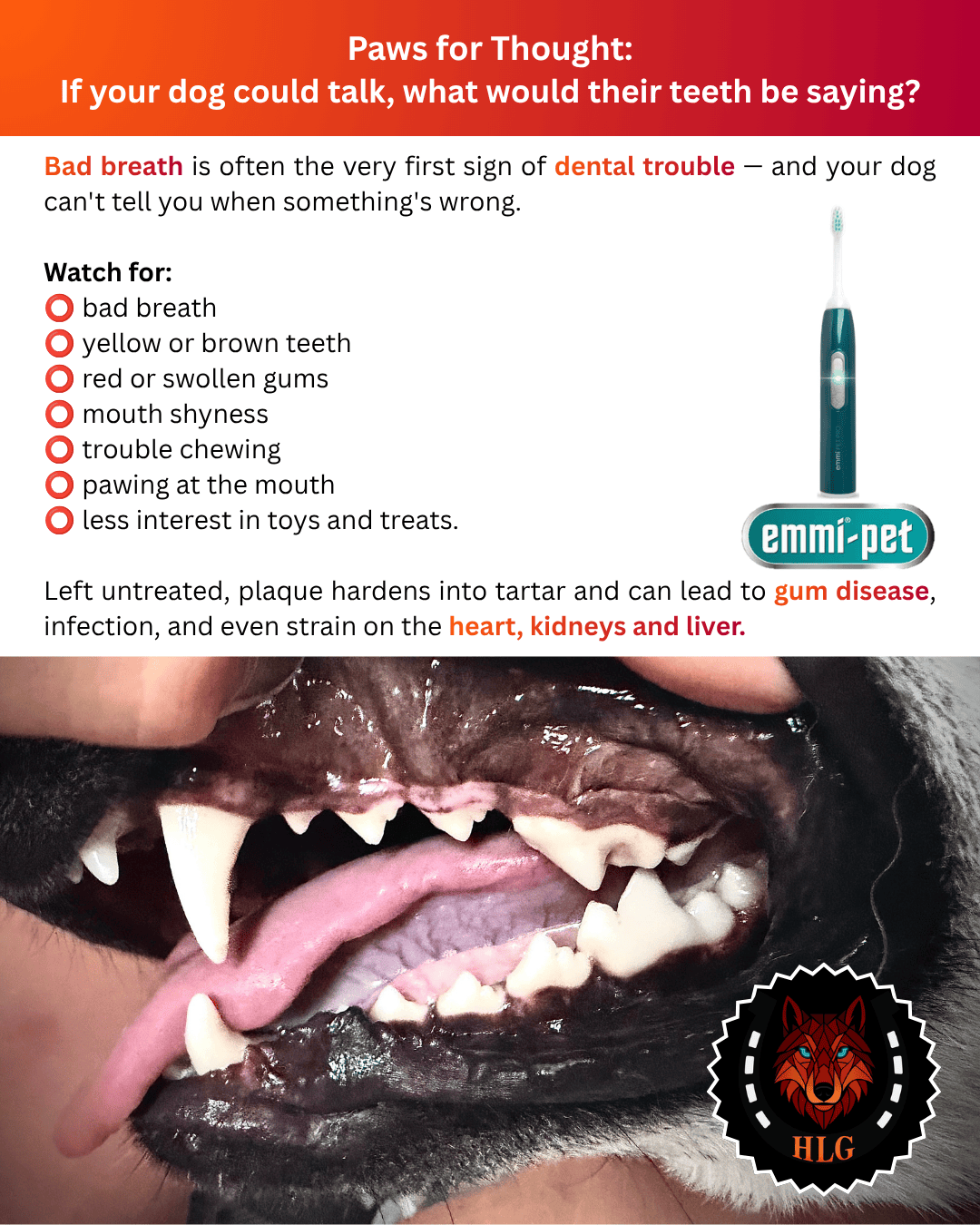 Signs your dog may need ultrasound teeth cleaning