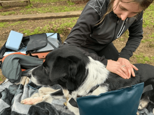 Harvey during his veterinary physiotherapy session