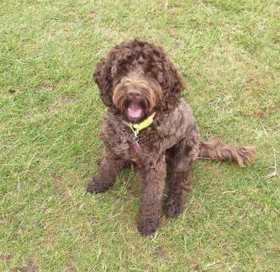 Coco the Cockapoo after ultrasound teeth cleaning by Holly