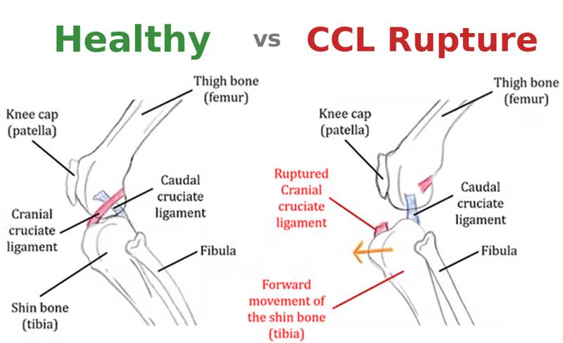 Diagram comparing a healthy dog knee with a cranial cruciate ligament rupture, showing the forward movement of the shin bone